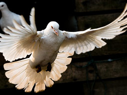 A white dove