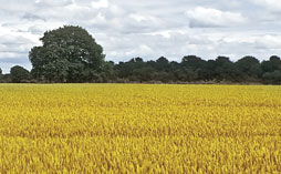 A field of wheat