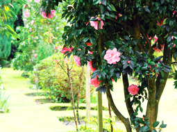 Flowers in a garden of remembrance