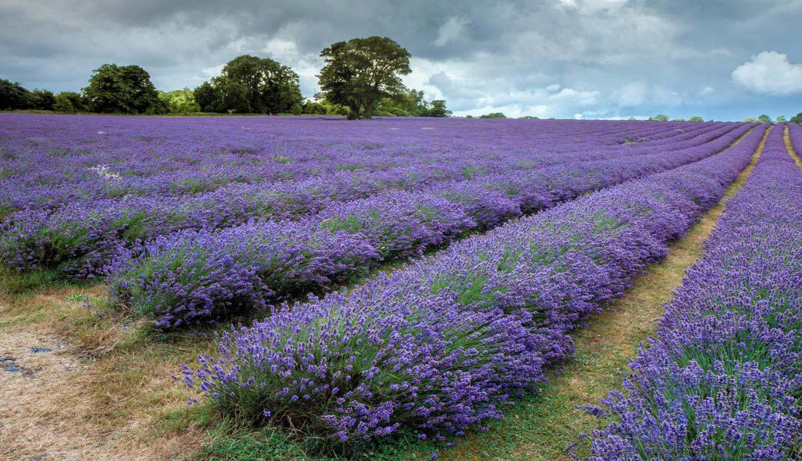 Funeral Directors in Banstead