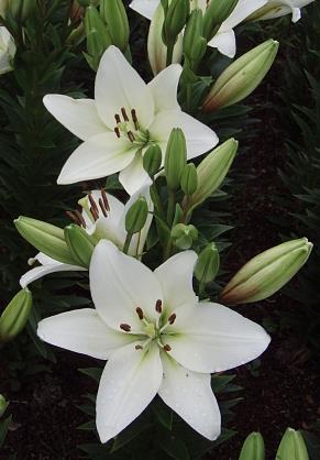 Funeral Notice Profile Image