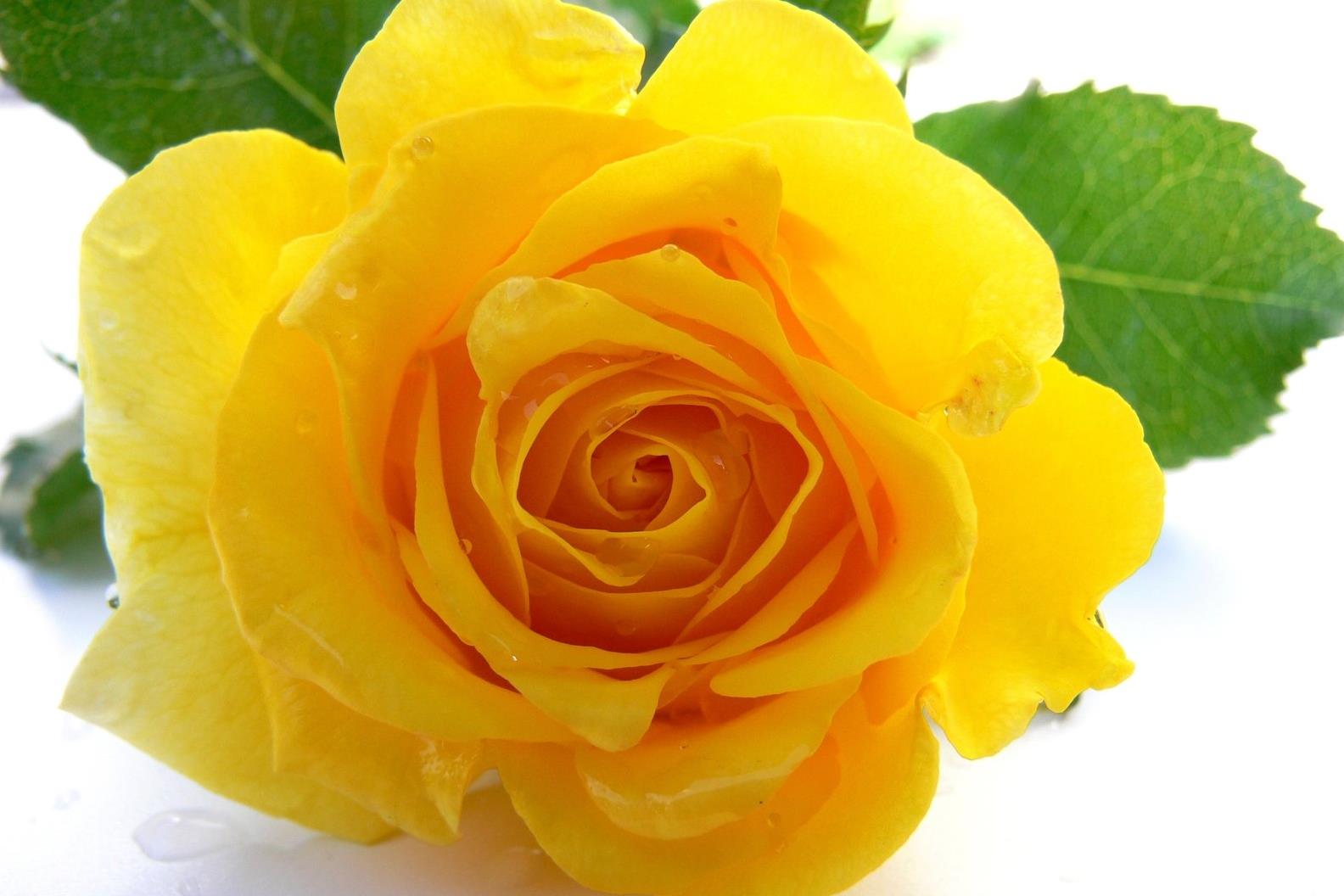 Funeral Notice for Mrs Patricia Green