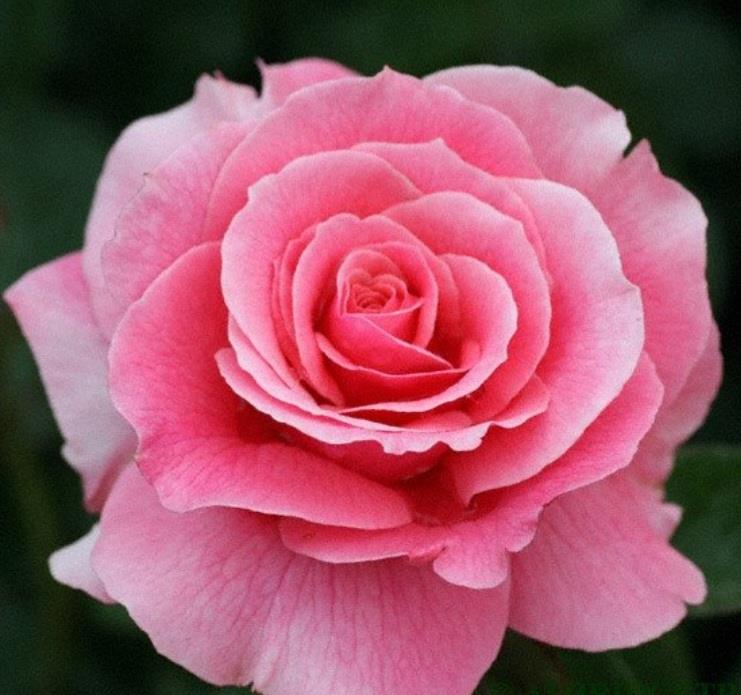 Funeral Notice Profile Image