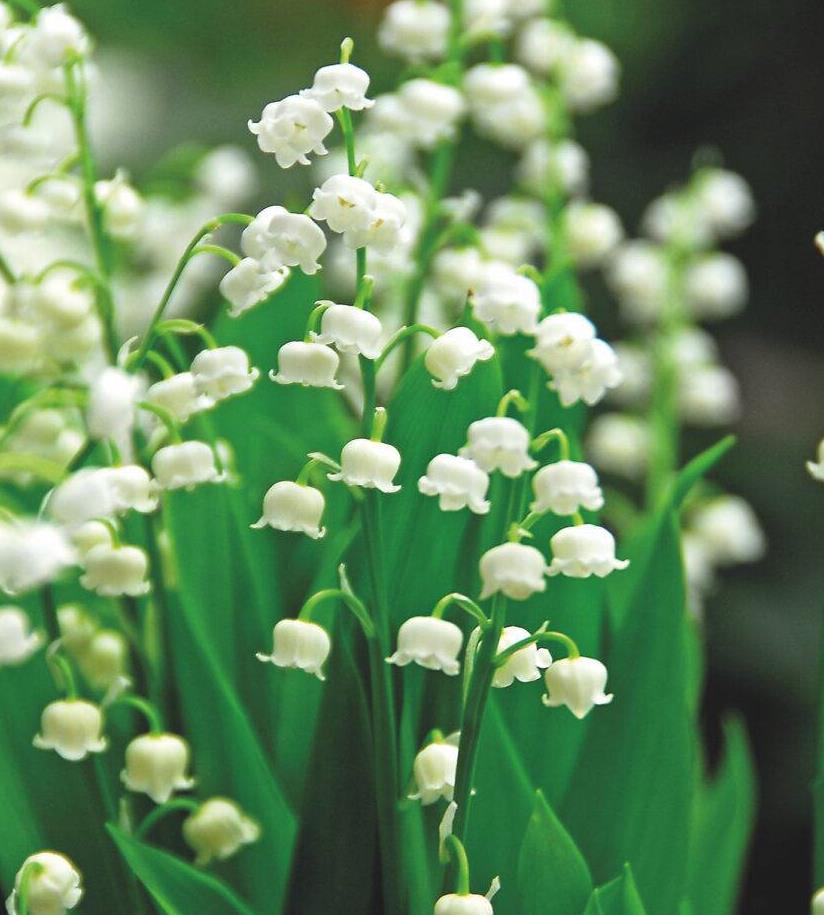 Funeral Notice Profile Image