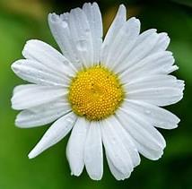 Funeral Notice Profile Image