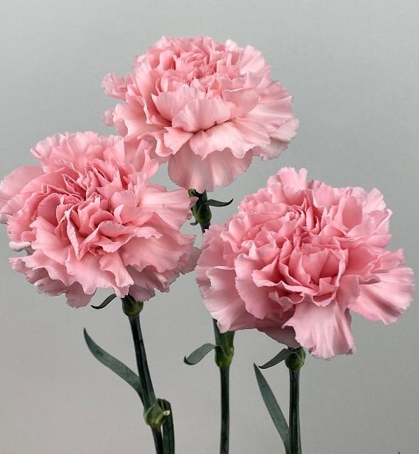 Funeral Notice Profile Image