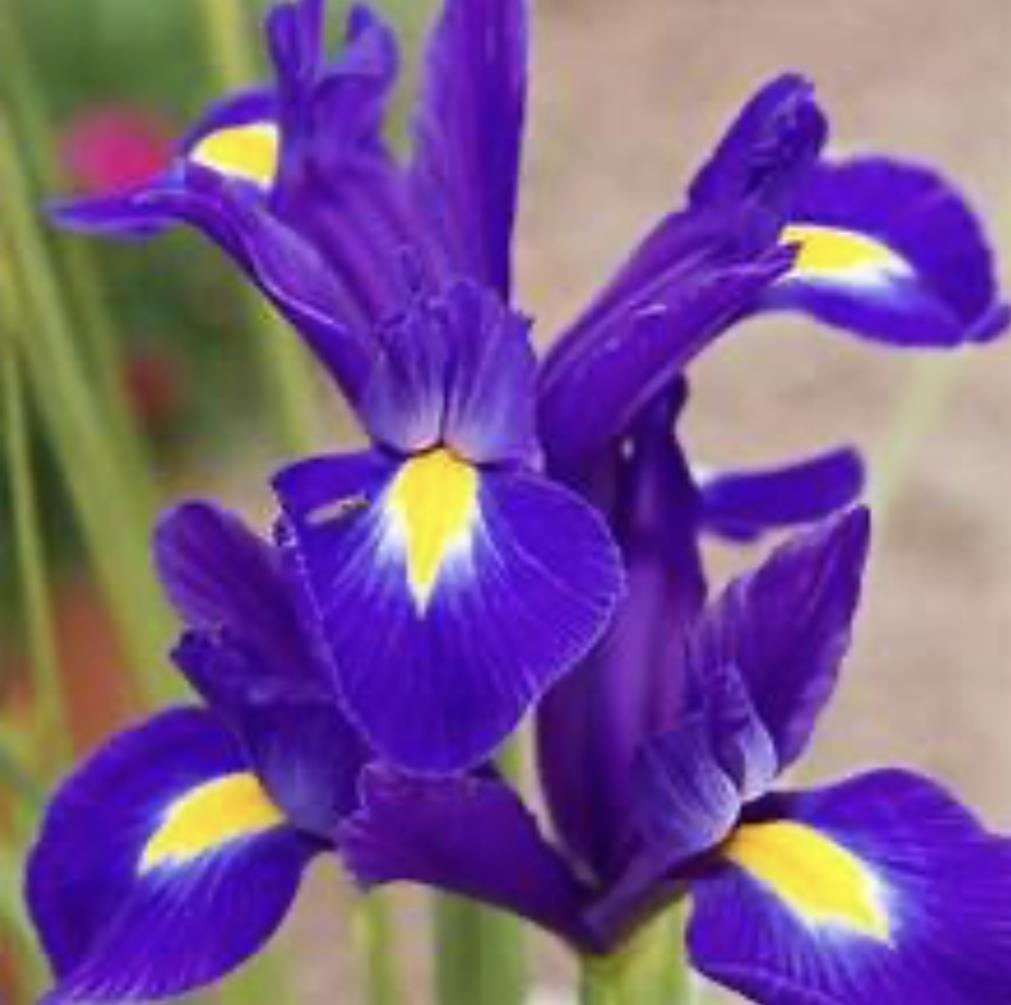 Funeral Notice Profile Image