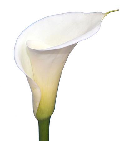 Funeral Notice Profile Image