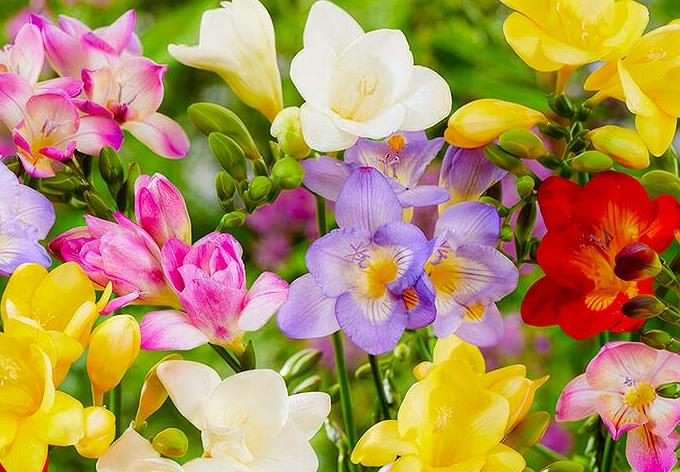 Funeral Notice Profile Image