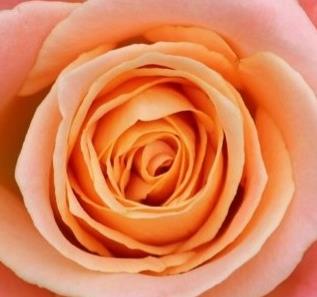 Funeral Notice Profile Image