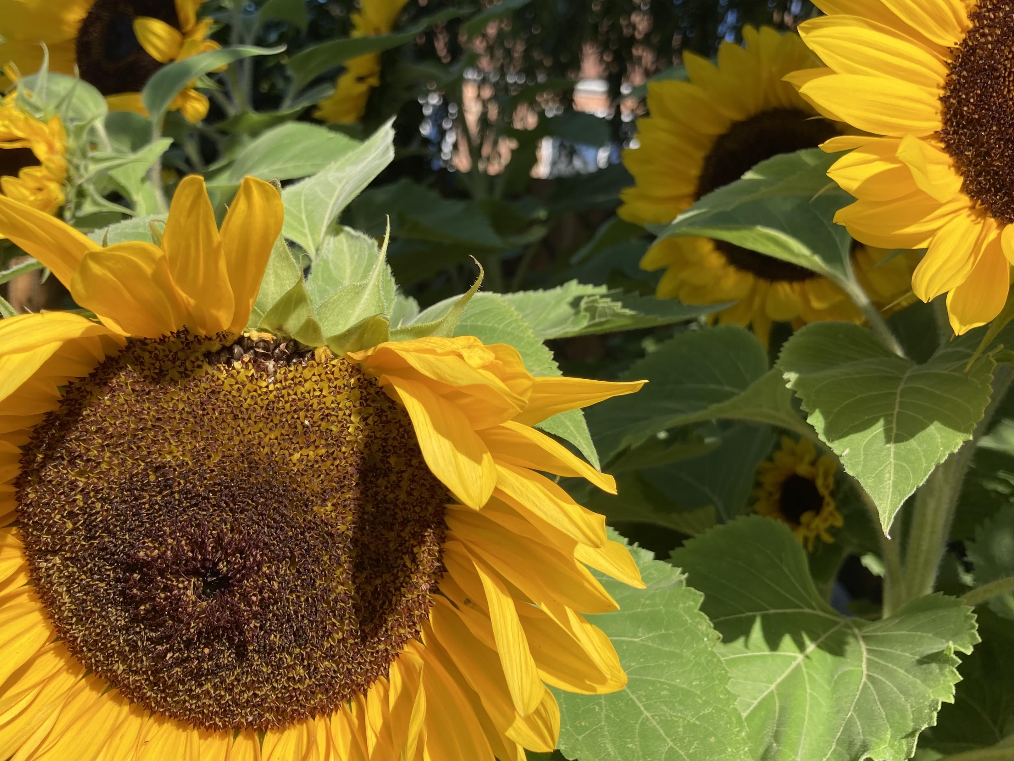 Funeral Notice Profile Image