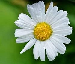 Funeral Notice Profile Image