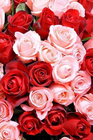 Funeral Notice Profile Image