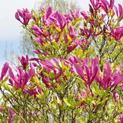 Funeral Notice Profile Image