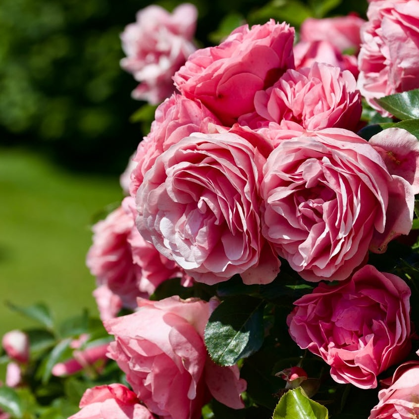 Funeral Notice Profile Image