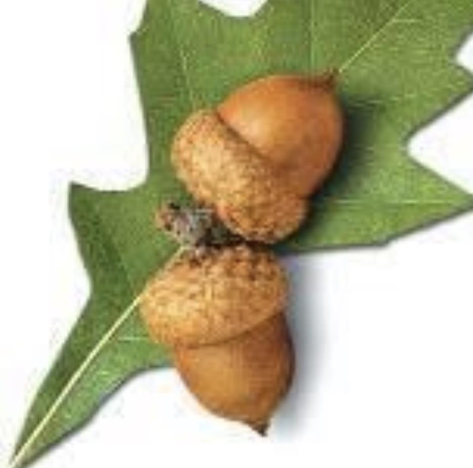 Funeral Notice Profile Image