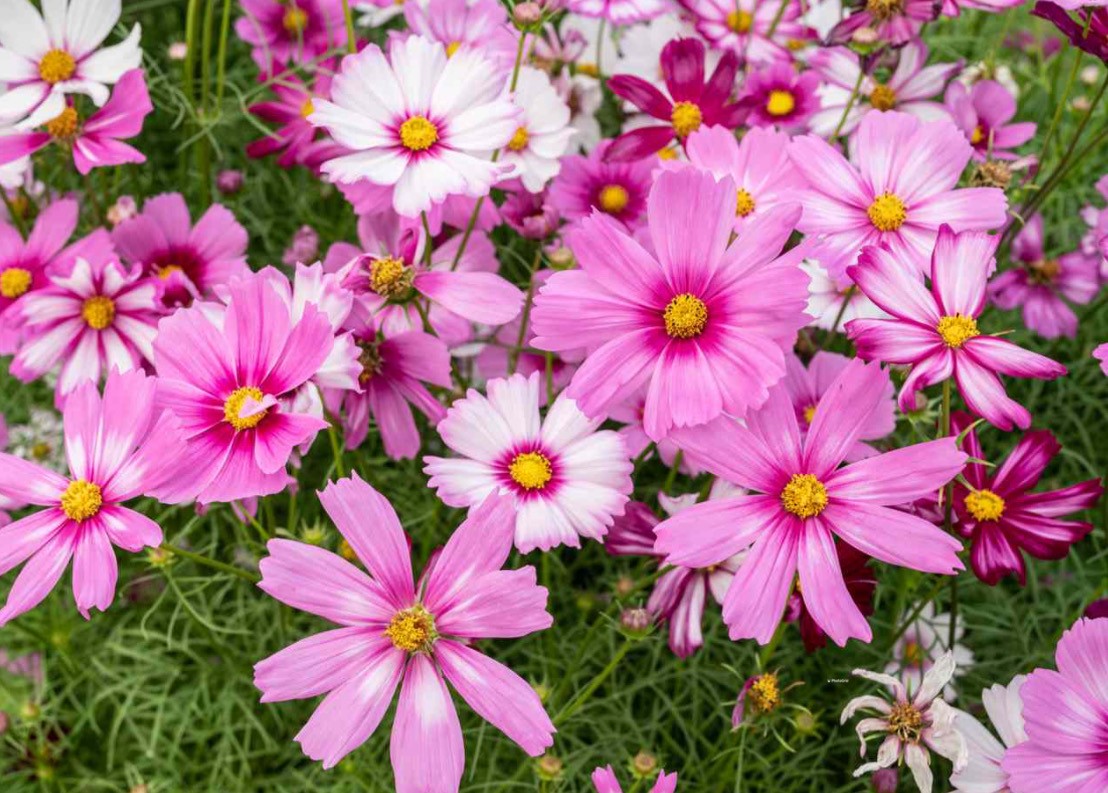 Funeral Notice Profile Image