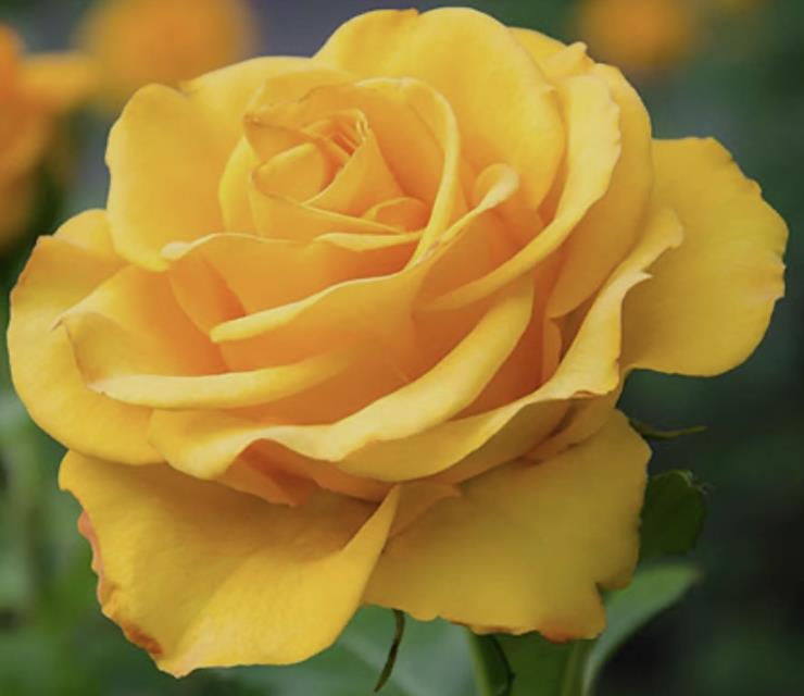 Funeral Notice Profile Image