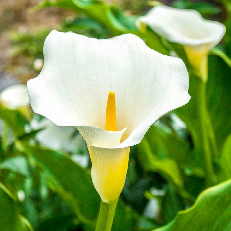Funeral Notice Profile Image