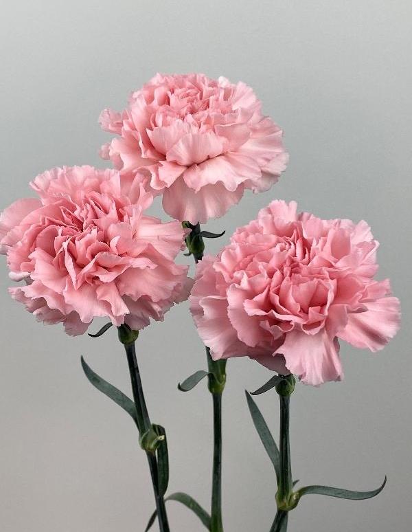 Funeral Notice Profile Image