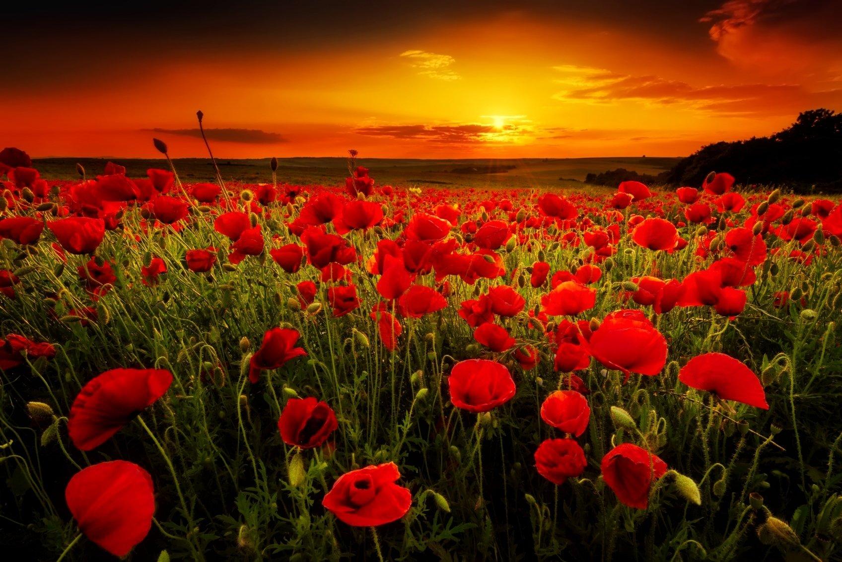 Funeral Notice Profile Image