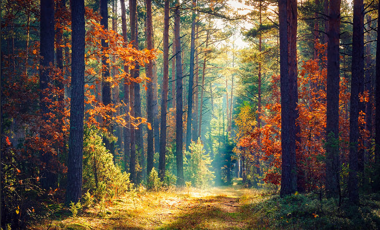 Funeral Notice Profile Image