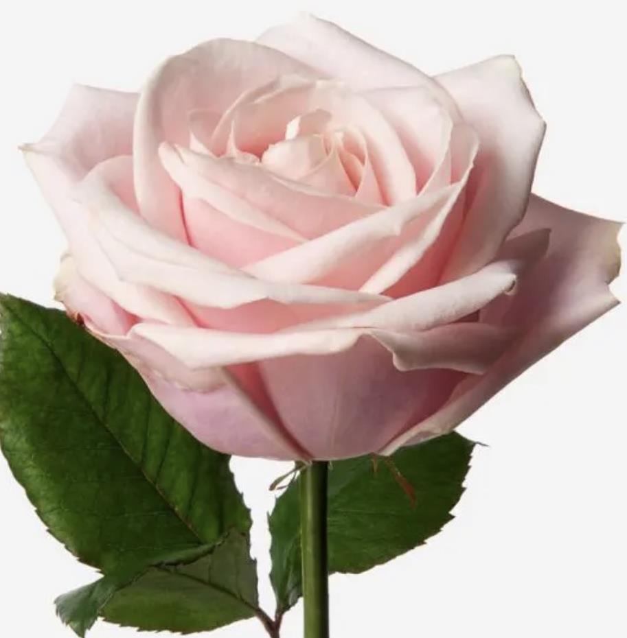 Funeral Notice Profile Image