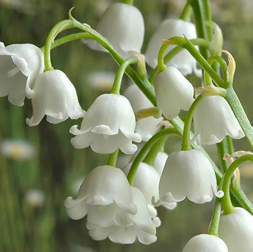 Funeral Notice Profile Image