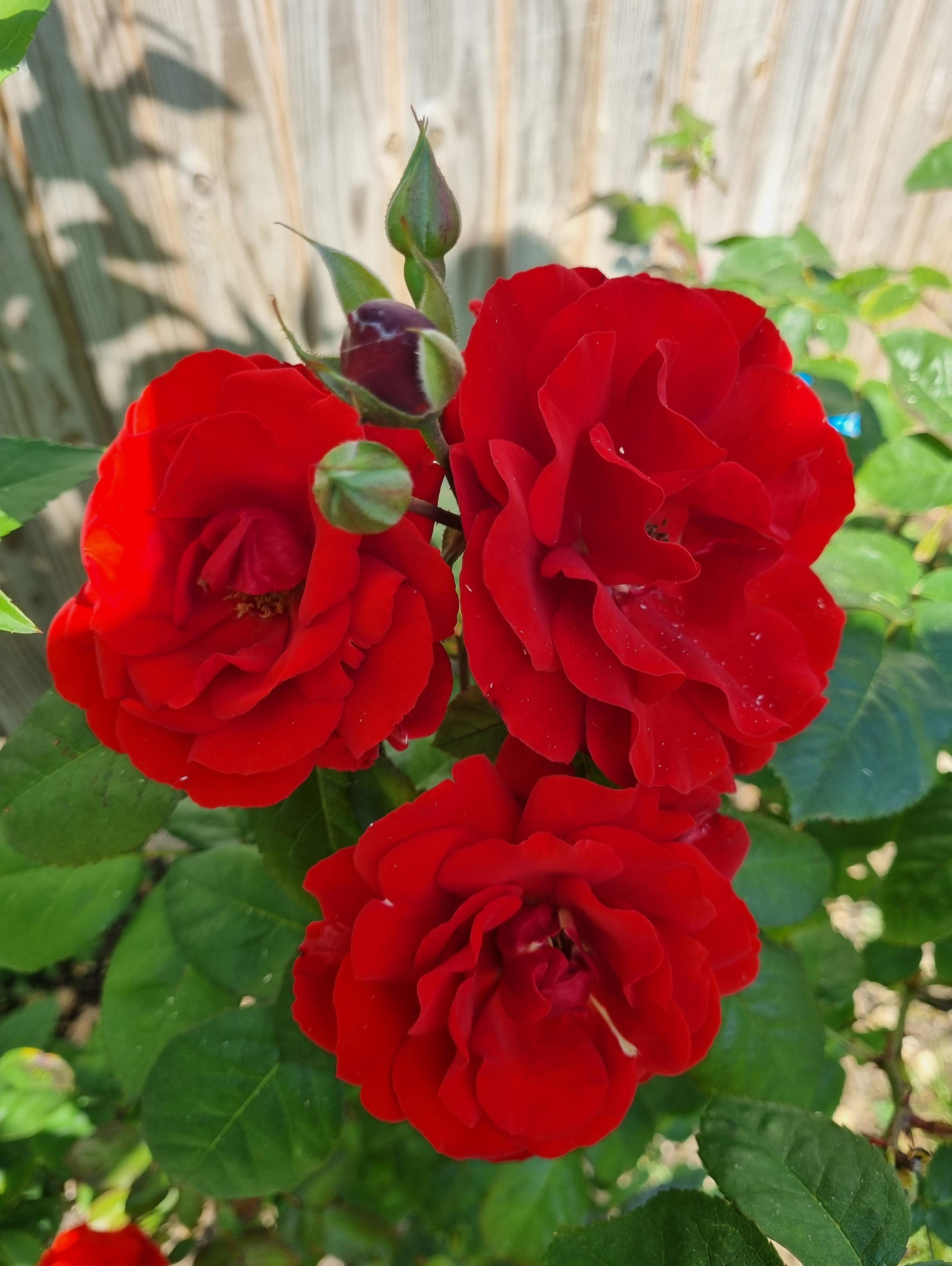 Funeral Notice Profile Image