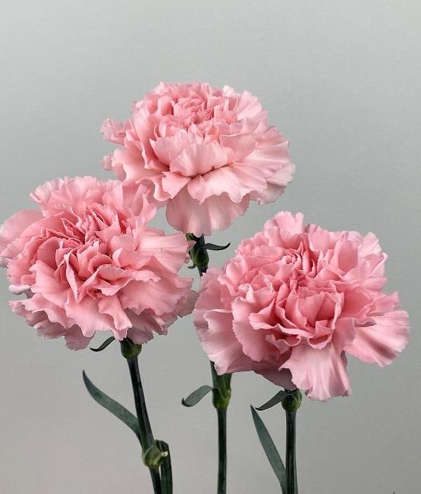 Funeral Notice Profile Image