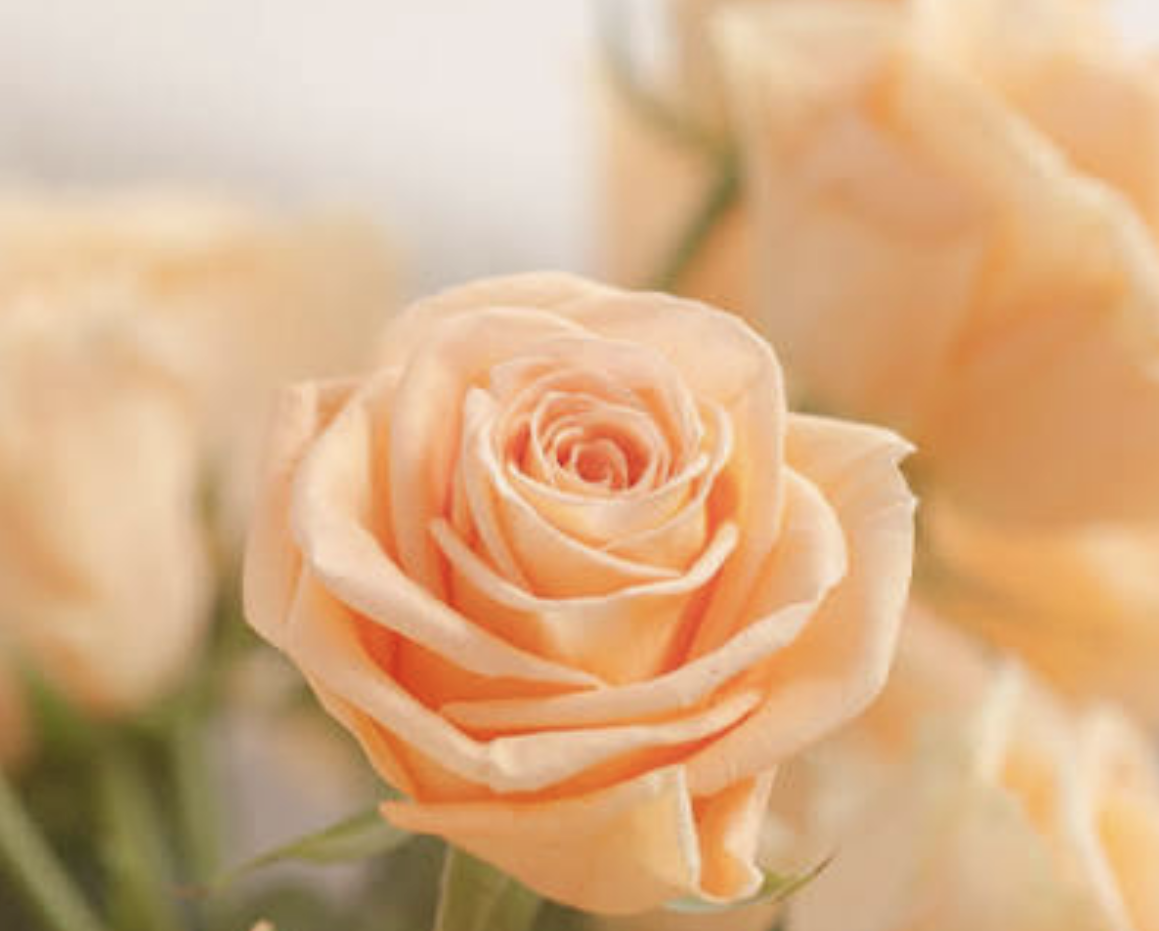 Funeral Notice Profile Image