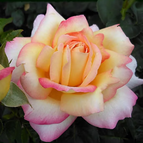 Funeral Notice Profile Image