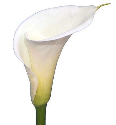 Funeral Notice Profile Image