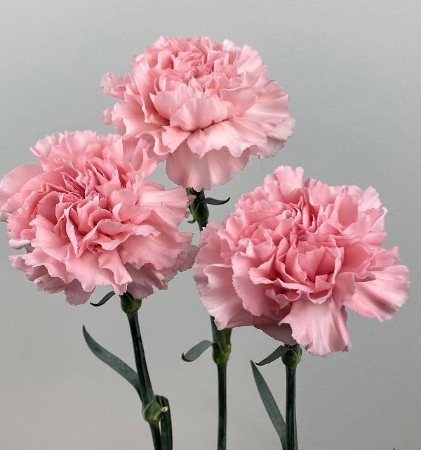 Funeral Notice Profile Image