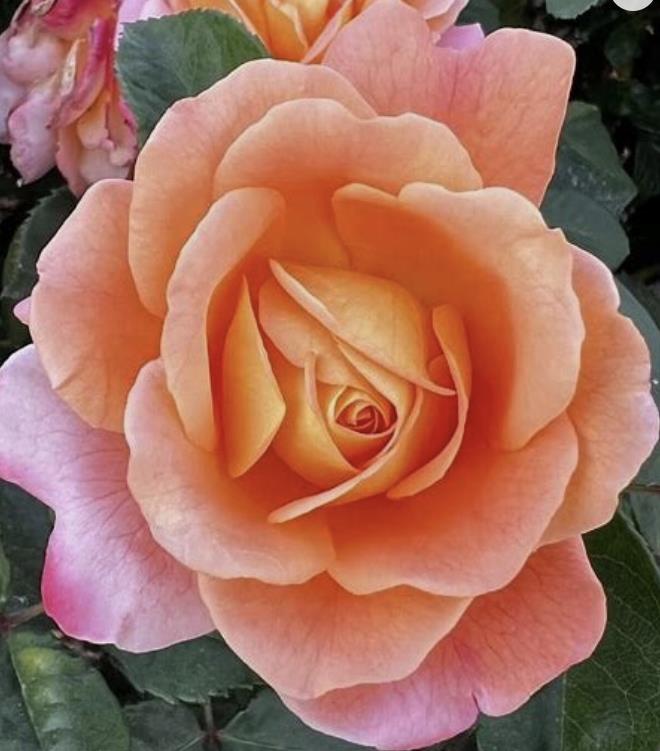 Funeral Notice Profile Image