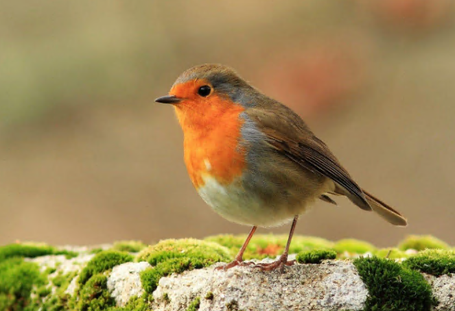 Funeral Notice Profile Image