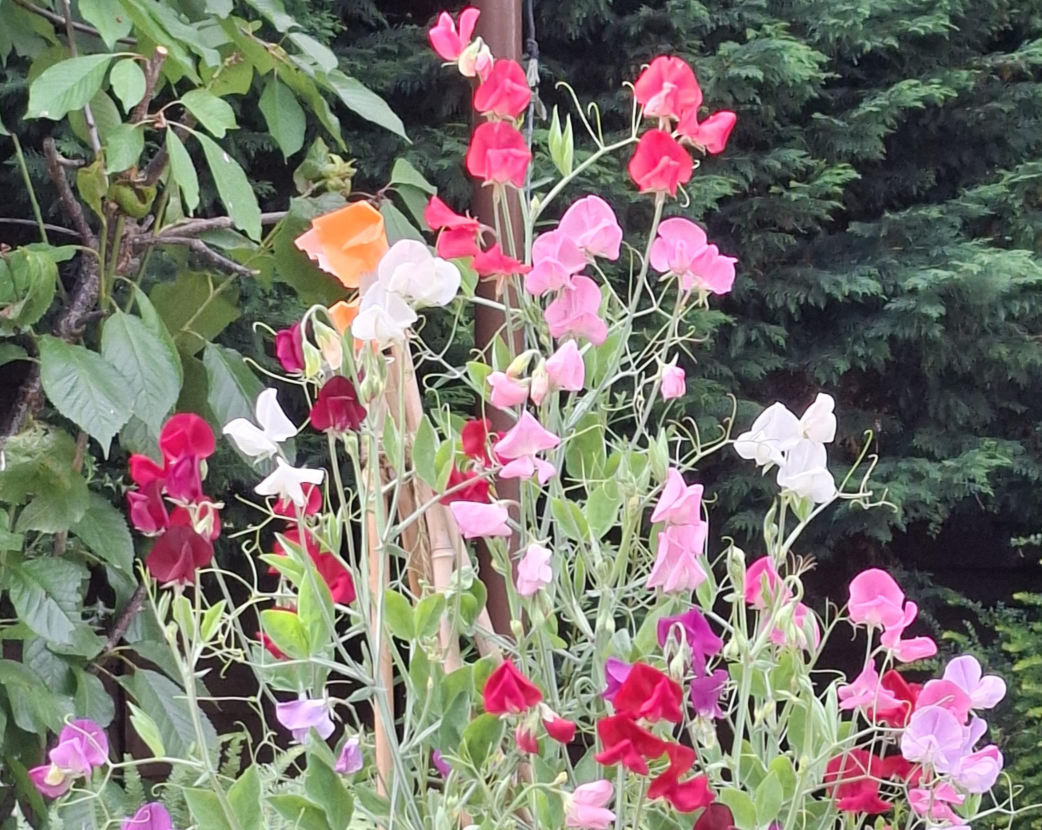 Funeral Notice Profile Image