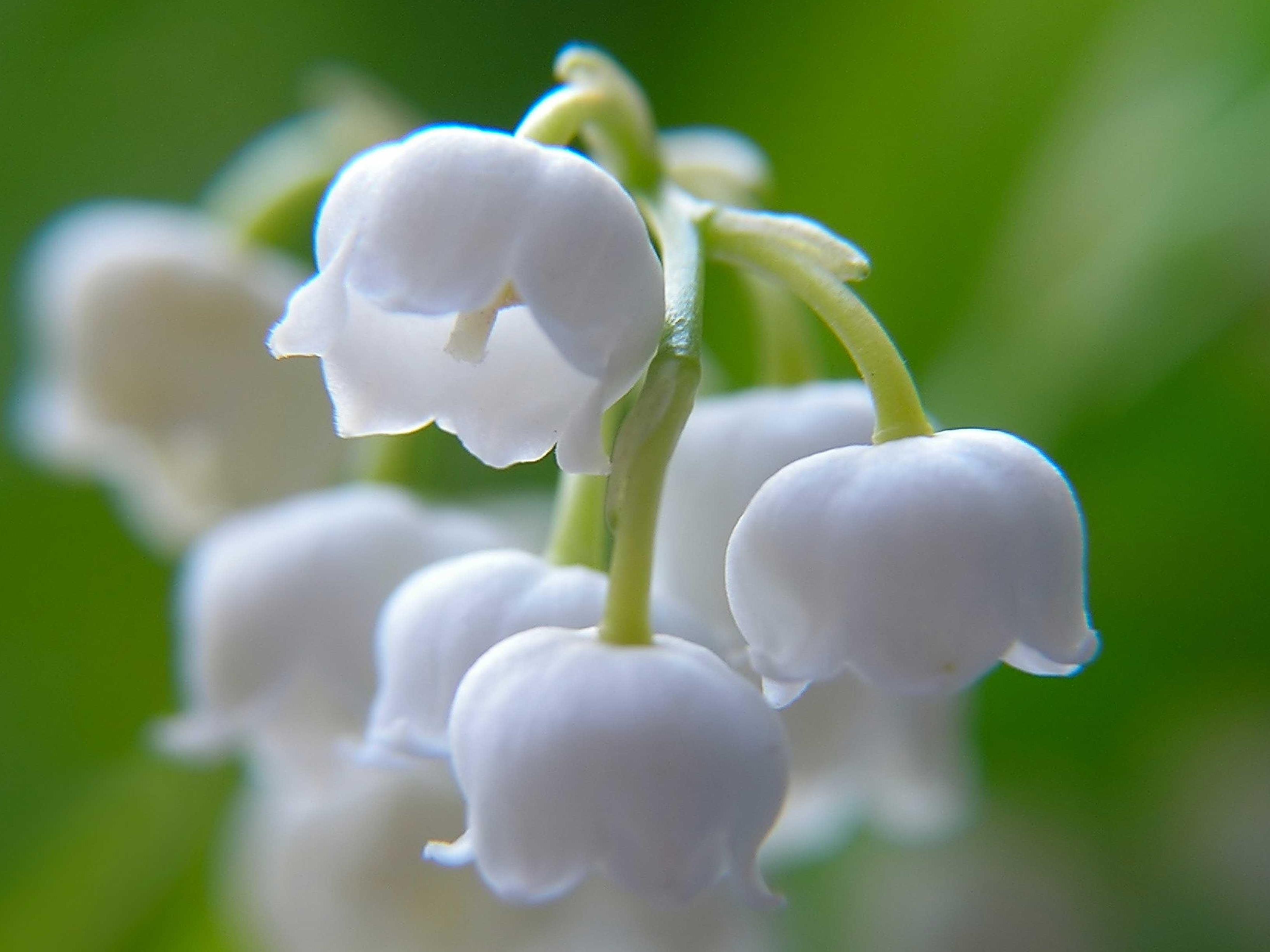 Funeral Notice Profile Image