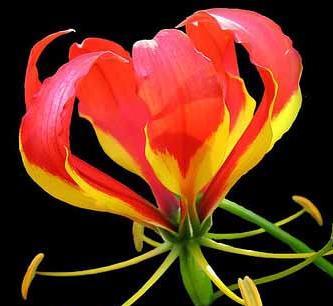 Funeral Notice Profile Image