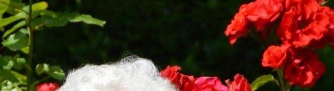 Funeral Notice Profile Image