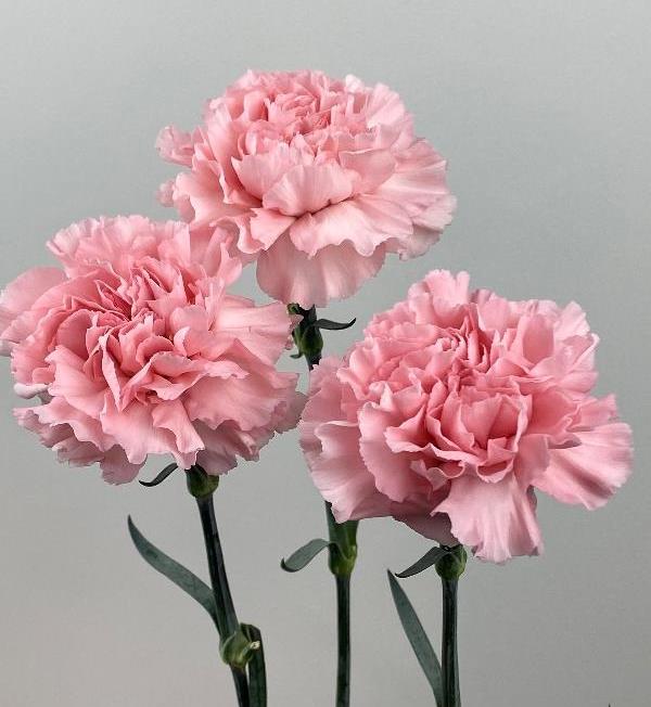 Funeral Notice Profile Image