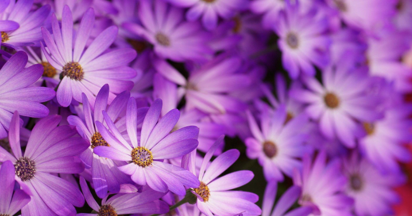 Funeral Notice Profile Image