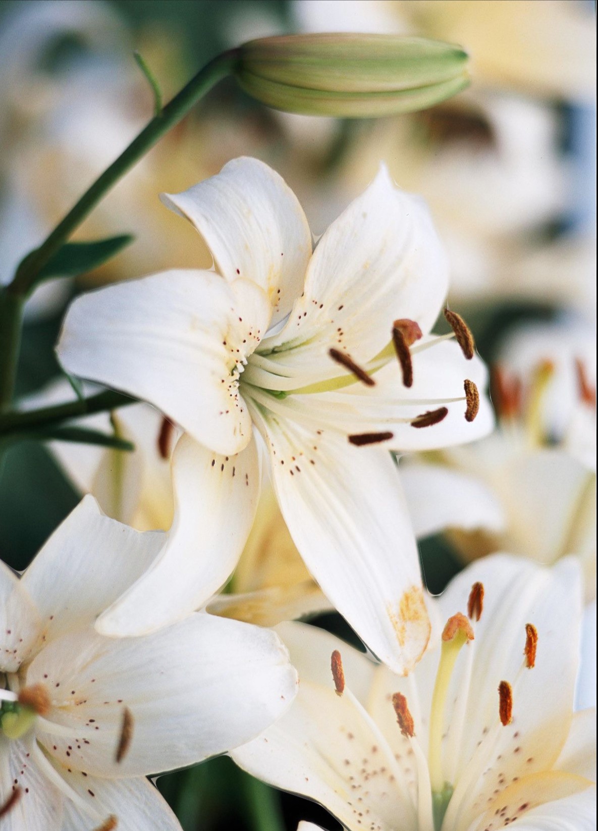 Funeral Notice Profile Image