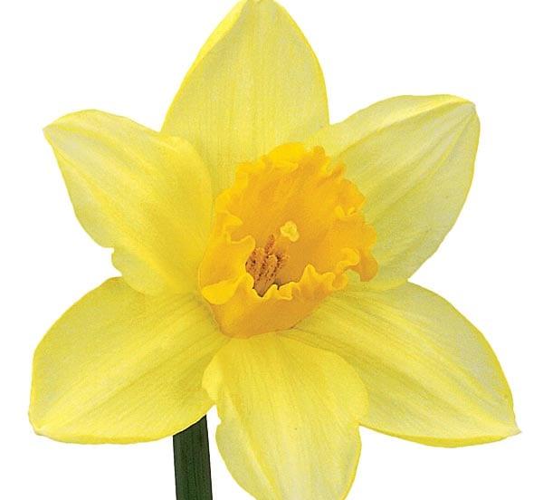 Funeral Notice Profile Image