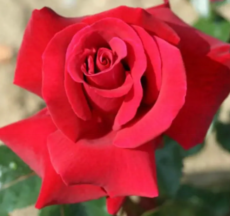 Funeral Notice Profile Image