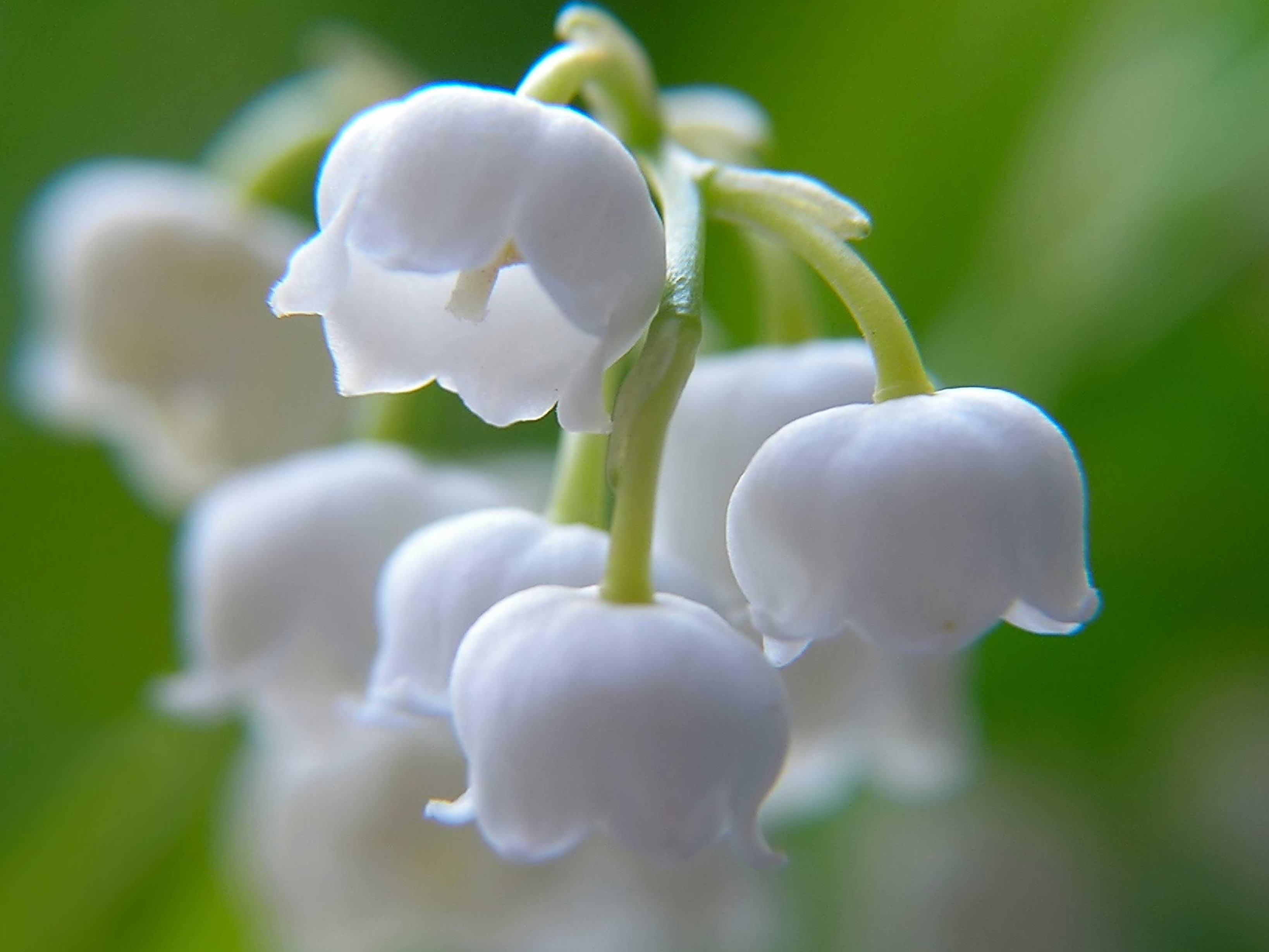 Funeral Notice Profile Image