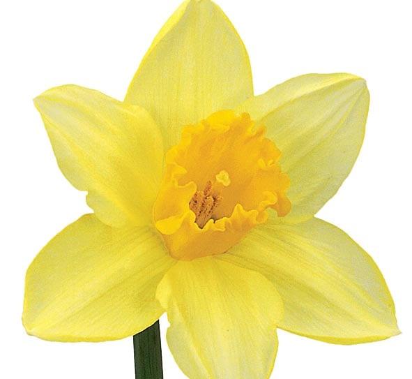 Funeral Notice Profile Image