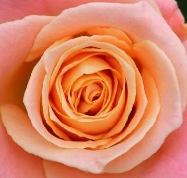 Funeral Notice Profile Image