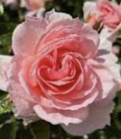 Funeral Notice Profile Image