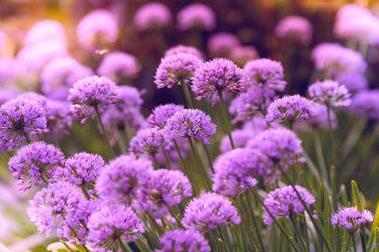 Funeral Notice Profile Image